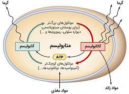 اسلاید آموزشی با عنوان متابولیسم اوره در انسان ودام