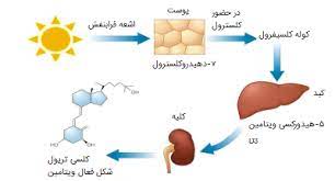 پاورپوینت متابولیسم کلسترول