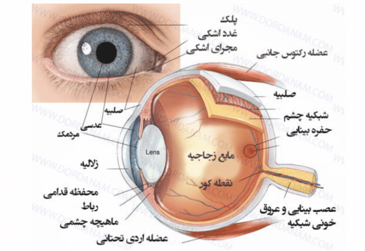 پاورپوینت علوم پنجم ساختمان چشم