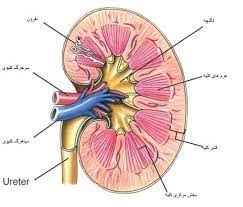 اسلاید آموزشی با عنوان مروری برآناتومی و فیزیولوژی کلیه