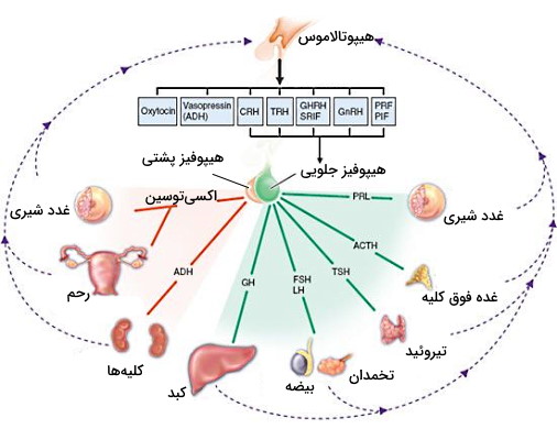 پاورپوینت فصل ششم علوم هشتم(تنظیم هورمونی)