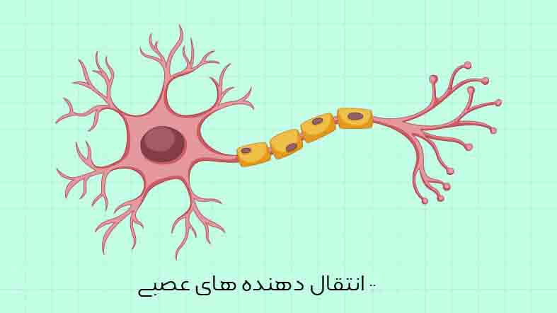 پاورپوینت پیک های عصبی یا انتقال دهنده های عصبی