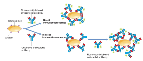 پاورپوینت The Immunoassay